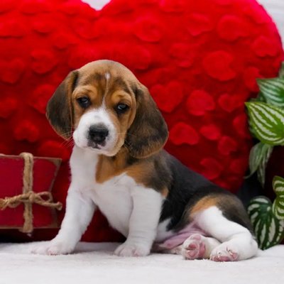 Say HI to Nash the Beagle - Say hello to Nash 🤎 a charming tri-color Beagle full of personality, cuddles, and classic Beagle cuteness. Visit puppysrus.com to learn more about Nash. Say HI to Nash the Beagle - Say hello to Nash 🤎 a charming tri-color Beagle full of personality, cuddles, and classic Beagle cuteness. Visit puppysrus.com to learn more about Nash.