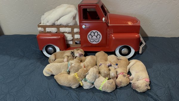 GoldendoodlePuppies - Our babies will be adopted quickly, so reach out to reserve your furever friend or to ask any questions.  This is a litter of Standard Goldendoodles born on 10/21/24. Both parents are AKC registered and health tested. We breed high quality puppies in our home. Puppies will be ready to go home in time for Christmas.