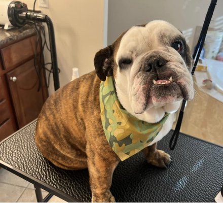 Bath & Dry ,Nail trim. - Don’t want full grooming ? We also offer bath & dry with nail trim. Bath & Dry ,Nail trim. - Don’t want full grooming ? We also offer bath & dry with nail trim.