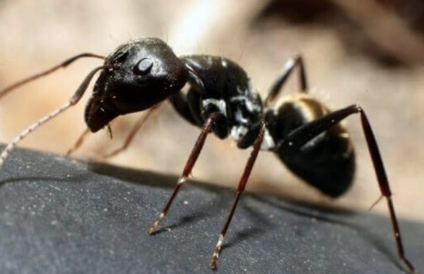 Bug-U Pest Control has been voted best in the region for 2025. Looking for a trustworthy pest extermination provider? Call our local office - Bug-U Pest Control is a local and experienced pest control company with over 25 years. Our highly skilled exterminators, will solve and prevent your pest issues, safely and effectively. Specializing in residential & commercial pest inspections & top notch pest control treatment services. Ask about our effective and affordable seasonal insect & rodent control program. Our service team will exceed your expectations & leave your property pest-free all season long. Contact our knowledgeable & helpful service specialists to learn more about our premiere pest prevention services. Serving Essex, Saratoga, Warren & Washington Counties, in Upstate, New York. Also serving Rutland County, Vermont. Bug-U Pest Control has been voted best in the region for 2025. Looking for a trustworthy pest extermination provider? Call our local office - Bug-U Pest Control is a local and experienced pest control company with over 25 years. Our highly skilled exterminators, will solve and prevent your pest issues, safely and effectively. Specializing in residential & commercial pest inspections & top notch pest control treatment services. Ask about our effective and affordable seasonal insect & rodent control program. Our service team will exceed your expectations & leave your property pest-free all season long. Contact our knowledgeable & helpful service specialists to learn more about our premiere pest prevention services. Serving Essex, Saratoga, Warren & Washington Counties, in Upstate, New York. Also serving Rutland County, Vermont.