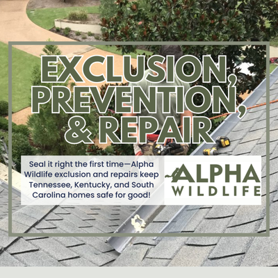 Exclusion, Prevention, & Repair – Permanently Protect Your Property from Wildlife Intrusion - Exclusion, Prevention, & Repair – Permanently Protect Your Property from Wildlife Intrusion
Removing wildlife is just the first step. At Alpha Wildlife, we know that exclusion and prevention are the long-term solutions that keep your Nashville property safe from repeat infestations. Our expert teams specialize in sealing, repairing, and reinforcing your home or business so raccoons, squirrels, birds, bats, rats, and other critters stay out for good.
Alpha Wildlife’s exclusion process is comprehensive. First, our pros thoroughly inspect and document all current and potential animal entry points—roof returns, vent stacks, ridge caps, soffit gaps, eaves, crawlspace doors, foundation cracks, open pipes, loose siding, chimney flues, AC chases, and more. We understand how animals exploit even the smallest vulnerabilities, and create a map of where your property is at risk.
We then professionally seal and reinforce every opening using animal-proof materials—galvanized steel mesh, sturdy wood, concrete patch, chimney caps, vent covers, and custom-fitted barriers. We never use cheap foam or shortcuts. Our work is built to last and to deter the most persistent critters in every region we serve. All repairs are completed without compromising your property’s aesthetics, ventilation, or resale value—and we provide photo evidence and documentation for your peace of mind (and insurance, where needed).
In addition to physical repairs, Alpha Wildlife advises on property maintenance, suggesting changes to landscaping, storage practices, and building maintenance to further reduce wildlife attractants. We educate you on seasonal wildlife activity, baby animal birthing months, and best practices unique to your area for keeping new intruders away.
We don’t just seal your property: we protect your investment, your health, and your peace of mind—guaranteeing a critter-free environment with professional, courteous service every step of the way. Exclusion, Prevention, & Repair – Permanently Protect Your Property from Wildlife Intrusion - Exclusion, Prevention, & Repair – Permanently Protect Your Property from Wildlife Intrusion
Removing wildlife is just the first step. At Alpha Wildlife, we know that exclusion and prevention are the long-term solutions that keep your Nashville property safe from repeat infestations. Our expert teams specialize in sealing, repairing, and reinforcing your home or business so raccoons, squirrels, birds, bats, rats, and other critters stay out for good.
Alpha Wildlife’s exclusion process is comprehensive. First, our pros thoroughly inspect and document all current and potential animal entry points—roof returns, vent stacks, ridge caps, soffit gaps, eaves, crawlspace doors, foundation cracks, open pipes, loose siding, chimney flues, AC chases, and more. We understand how animals exploit even the smallest vulnerabilities, and create a map of where your property is at risk.
We then professionally seal and reinforce every opening using animal-proof materials—galvanized steel mesh, sturdy wood, concrete patch, chimney caps, vent covers, and custom-fitted barriers. We never use cheap foam or shortcuts. Our work is built to last and to deter the most persistent critters in every region we serve. All repairs are completed without compromising your property’s aesthetics, ventilation, or resale value—and we provide photo evidence and documentation for your peace of mind (and insurance, where needed).
In addition to physical repairs, Alpha Wildlife advises on property maintenance, suggesting changes to landscaping, storage practices, and building maintenance to further reduce wildlife attractants. We educate you on seasonal wildlife activity, baby animal birthing months, and best practices unique to your area for keeping new intruders away.
We don’t just seal your property: we protect your investment, your health, and your peace of mind—guaranteeing a critter-free environment with professional, courteous service every step of the way.