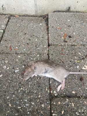 Rodent trapping - Rat trapping- this program is designed with multiple appointments so traps can be set, checked, emptied, rebaited and reset. Also, an exterior inspection and access hole sealed, all for one package price.
Get rid of unwanted guest!
For good! Rodent trapping - Rat trapping- this program is designed with multiple appointments so traps can be set, checked, emptied, rebaited and reset. Also, an exterior inspection and access hole sealed, all for one package price.
Get rid of unwanted guest!
For good!