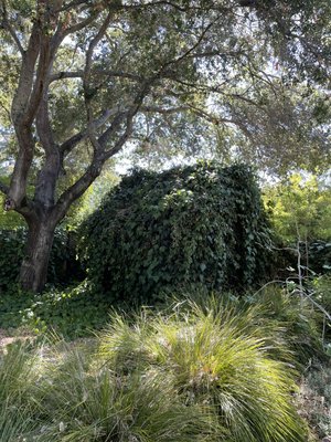 Shed of Vines - This San Rafael Shed Removal was a big success! This little house of vines was built like a house but with a little hard work the team got it hauled away safely.