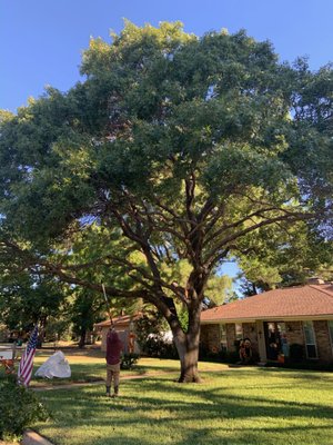 Tree Trimming - Fall and winter months are the best time to get your tree trimming and tree pruning done.  Removing excess debris, broken limbs, and thinning out/raising the canopy will allow for new and healthy growth in the Springtime.  Removing any danger areas will ensure that nothing breaks off and falls during inclement weather season.  Trimming is essential maintenance for the beauty and longevity of your trees!