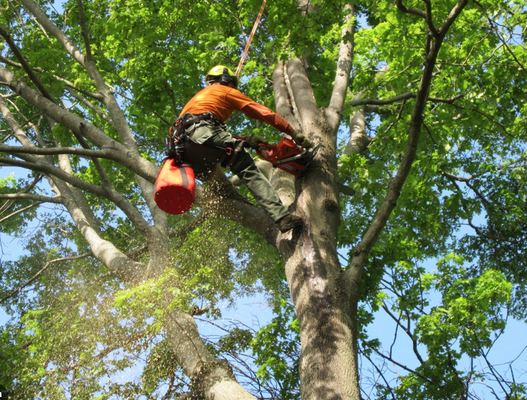 Tree Services - Licensed and insured call today to get small, medium, and big trees cut, trimmed, removed, and hauled off your property! Tree Services - Licensed and insured call today to get small, medium, and big trees cut, trimmed, removed, and hauled off your property!