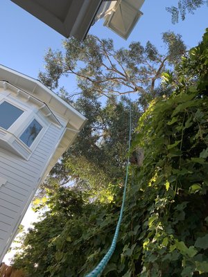 Dangerous tree on top of a building (project 2020) - Reynoso Tree Service not just work for compensation 
My goal is to have 99% to 100% of the clients satisfied and happy! Because with out them this business is nothing 
We are here to solve your problems 
Free estimates