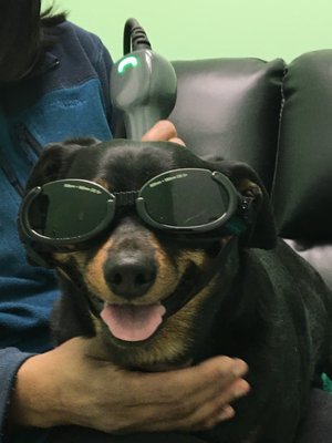 Laser Therapy Treatments - Laser therapy targets your pet's damaged cells and helps them regenerate faster. This drug and side-effect free treatment can be used to treat post-surgical pain and many chronic conditions including arthritis.