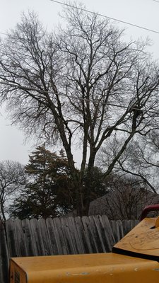 Large tree removal. - Extra large tree growing right next to house. Tree was starting to lean and push into house. Owner was getting very worried about the tree. Tree was safely and successfully removed from the backyard with no damage to house. Large tree removal. - Extra large tree growing right next to house. Tree was starting to lean and push into house. Owner was getting very worried about the tree. Tree was safely and successfully removed from the backyard with no damage to house.