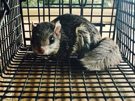 Squirrel Trapping & Squirrel Control - Cumming, Alpharetta, Johns Creek, Dawsonville, Milton, Big Canoe, Duluth & more - Affordable Squirrel Trapping, Squirrel Control & Squirrel-Proofing Services. Call us we can help. Ask about our 5-Year Warranty. Squirrel Trapping & Squirrel Control - Cumming, Alpharetta, Johns Creek, Dawsonville, Milton, Big Canoe, Duluth & more - Affordable Squirrel Trapping, Squirrel Control & Squirrel-Proofing Services. Call us we can help. Ask about our 5-Year Warranty.