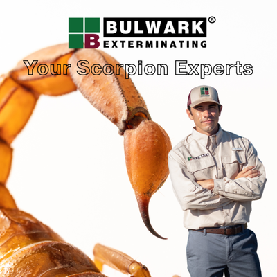 Your scorpion experts! - For over 25 years, Bulwark has been tackling scorpions head-on. These elusive creatures blend in with their surroundings, hide in underground nests, and hunt at night. While not all scorpions are deadly, their painful stings can be a major concern for children, seniors, and pets.The best way to protect your home from scorpions is to prevent them from moving in. At Bulwark Exterminating, our expert service professionals treat your property and target specific nesting locations to ensure they’re gone. Scorpion Control Tailored to Your Property, Preventative, Proactive Treatment Plans: Backed by Academic Research, Environmentally-Friendly Products: Less Toxic than Toothpaste, Highly-Skilled, Fully-Trained Service Professionals: Putting Your Needs FirstTrust Bulwark to keep your home safe and scorpion-free. Your scorpion experts! - For over 25 years, Bulwark has been tackling scorpions head-on. These elusive creatures blend in with their surroundings, hide in underground nests, and hunt at night. While not all scorpions are deadly, their painful stings can be a major concern for children, seniors, and pets.The best way to protect your home from scorpions is to prevent them from moving in. At Bulwark Exterminating, our expert service professionals treat your property and target specific nesting locations to ensure they’re gone. Scorpion Control Tailored to Your Property, Preventative, Proactive Treatment Plans: Backed by Academic Research, Environmentally-Friendly Products: Less Toxic than Toothpaste, Highly-Skilled, Fully-Trained Service Professionals: Putting Your Needs FirstTrust Bulwark to keep your home safe and scorpion-free.