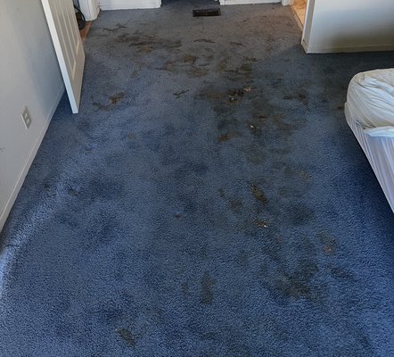 Pet Stain Removal - This homeowner called for a same day service after a pet accident. We were able to remove the stains, treat for odors and restore their carpets. Pet Stain Removal - This homeowner called for a same day service after a pet accident. We were able to remove the stains, treat for odors and restore their carpets.