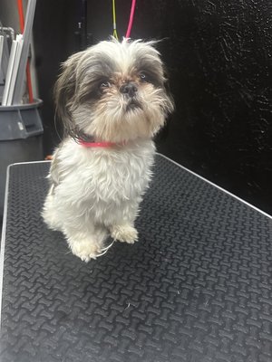 Our work - This is what we can do to take care of your fur baby. Book out appointment today by calling or texting (505)900-8821 Our work - This is what we can do to take care of your fur baby. Book out appointment today by calling or texting (505)900-8821