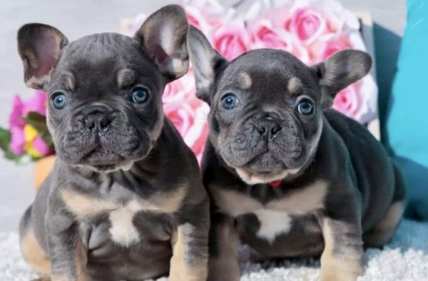 BULLDOG MIAMI 305 - Updated August 2026 - 505 Photos - 2742 SW 8th