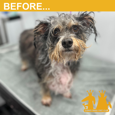 Kennel-free grooming - No kennels - ever. Stress-free, with organic shampoo, and one groomer from start to finish.