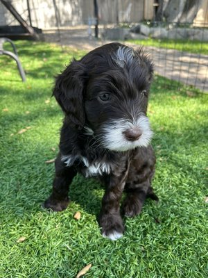 Starry Night Litter - Our newest litter of black and chocolate puppies is gorgeous silky coats with beautiful and unique white markings.