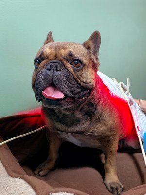 Joint & Mobility Recovery Specialists - As the leading provider in light therapy for animal rehabilitation, PetLight utilizes an advanced light therapy system that has been FDA-Cleared for even human therapeutic use; this technology is not like what you will find in other clinics. With our non-invasive approach, hundreds of pets today have experienced effective relief from a variety of ailments without resorting to surgery: IVDD, mobility issues, joint pain, skin conditions, kidney problems, infections, and more. Our light therapy helps pets move better, recover faster, and live more comfortably. Joint & Mobility Recovery Specialists - As the leading provider in light therapy for animal rehabilitation, PetLight utilizes an advanced light therapy system that has been FDA-Cleared for even human therapeutic use; this technology is not like what you will find in other clinics. With our non-invasive approach, hundreds of pets today have experienced effective relief from a variety of ailments without resorting to surgery: IVDD, mobility issues, joint pain, skin conditions, kidney problems, infections, and more. Our light therapy helps pets move better, recover faster, and live more comfortably.