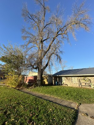 Large Tree Project in Centralia Mo - Completely removed large hazardous tree will smaller ones around the building. Complete removal of brush and wood. Safely and efficiently