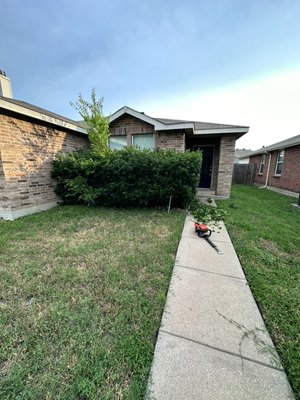 Shrub and lawn service - Another satisfied customer Shrub and lawn service - Another satisfied customer