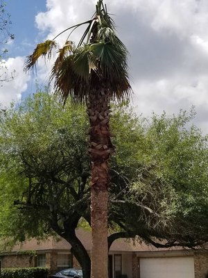 Palm Tree Service - 🪓 Full Tree Care Service Company 🪓
🌳 Tree Removal
🌳 Tree Trimming
🌳 Stump Grinding
🌳 Lot Clearing
🌳 Bucket Truck Equipped
🌳 Fully Insured
☎️ (832)286-8324
Mg Tree Service is a family owned business specializing in all residential and commercial tree services. We cover a 30 mile radius of Houston, and always offer free estimates. When hiring a tree removal company, you want to make sure that you are working with a legitimate business, which is why we are bonded and insured. We also offer emergency services. Give us a call today to schedule your appointment! Palm Tree Service - 🪓 Full Tree Care Service Company 🪓
🌳 Tree Removal
🌳 Tree Trimming
🌳 Stump Grinding
🌳 Lot Clearing
🌳 Bucket Truck Equipped
🌳 Fully Insured
☎️ (832)286-8324
Mg Tree Service is a family owned business specializing in all residential and commercial tree services. We cover a 30 mile radius of Houston, and always offer free estimates. When hiring a tree removal company, you want to make sure that you are working with a legitimate business, which is why we are bonded and insured. We also offer emergency services. Give us a call today to schedule your appointment!