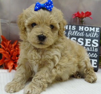 Summer's Maltipoo Puppies - Summer's Maltipoos were born on Dec. 3rd.  They will be up to date on all age relevant vaccinations. Vet checked from head to toe - we give a complete puppy package with all of our puppies - details are on our website.