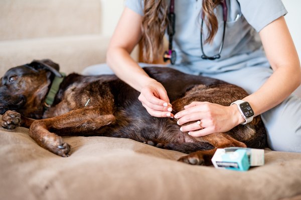 Pet acupuncture and electroacupuncture - We perform acupuncture on pets for different diseases. Acupuncture alleviates pain for diseases such as osteoarthritis, and can improve more serious diseases such as intervertebral disc disease. Please view before and after photos on our Instagram profile @sunnysideveterinary Pet acupuncture and electroacupuncture - We perform acupuncture on pets for different diseases. Acupuncture alleviates pain for diseases such as osteoarthritis, and can improve more serious diseases such as intervertebral disc disease. Please view before and after photos on our Instagram profile @sunnysideveterinary
