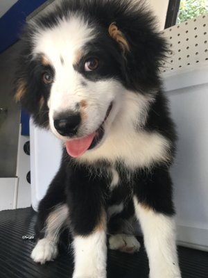 Dog Grooming - We love working with any and all types of breeds! Everyone deserves some love and good care Dog Grooming - We love working with any and all types of breeds! Everyone deserves some love and good care