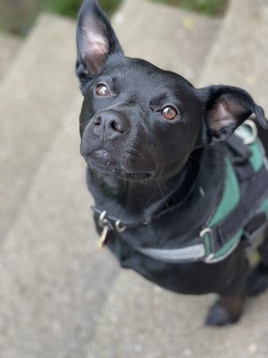 House drop in visits - Pet care in your home// sitter will visit your home to care for your pet Per Day certain hours or as needed. Meet and Greets Required. House drop in visits - Pet care in your home// sitter will visit your home to care for your pet Per Day certain hours or as needed. Meet and Greets Required.
