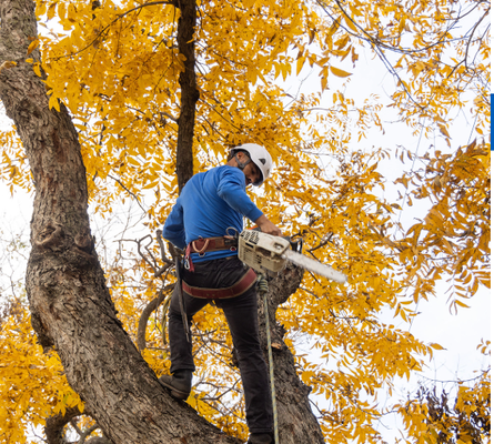 Tree Removal - There are many reasons for removing trees ranging from personal want to a decline in the trees health, but no matter the reason, we can remove any tree regardless of size. Tree removal can be an extremely hazardous undertaking that requires specialized training and equipment. Our professional arborists are equipped appropriately to remove trees safely, while minimizing damage to surrounding property.Call for details: 909-488-6803