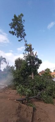 Tree Trimming - Tree Trimming/pruning Tree Trimming - Tree Trimming/pruning
