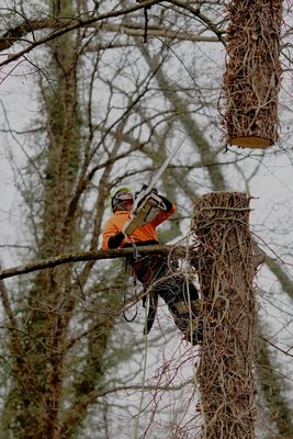 Tree removal - Maryland Professional Tree Service crew can handle any size trees! Tree removal - Maryland Professional Tree Service crew can handle any size trees!