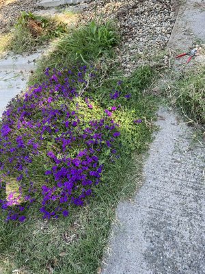General clean up, Weed Removal!!! - This client wanted a full clean up, he requested to remove all weeds all the way to the dirt and to remove all rocks from the center of the yard .