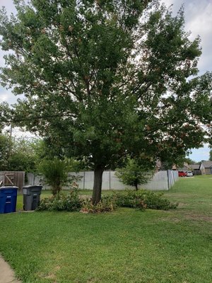 Before and After Tree Trimming - Keep your trees healthy, safe, and looking their best! Our expert tree trimming removes overgrown or damaged branches, shapes your trees for better growth, and helps prevent potential hazards. Regular trimming not only enhances your property’s curb appeal but also promotes strong, long-lasting trees you can enjoy for years to come.