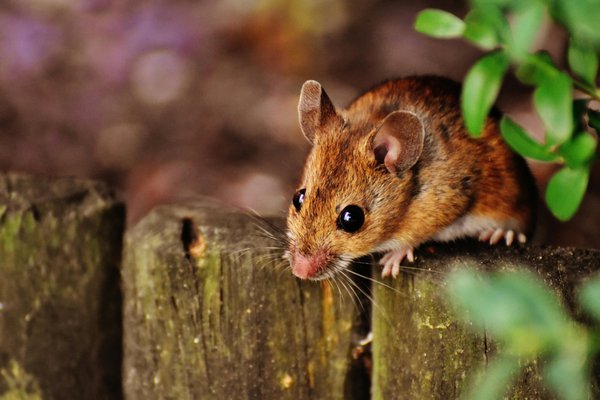 Rodent Trapping and Exclusion - At RATS.GURU, we provide premium rodent control solutions designed to protect your health, property, and peace of mind. Here’s why and how we stand out:
Why Choose Us?
Protect Your Health
Rodents can carry over 35 diseases like Hantavirus and Salmonella, transmitted through droppings, urine, and nesting materials. These pests also exacerbate allergies and asthma, especially in children.
Preserve Your Property
Rodents gnaw on wires, insulation, and wood, increasing fire risks and structural damage. Prompt action can save you significant repair costs.
Long-Term Results
We identify and seal entry points, providing lasting solutions to prevent re-infestation.
Our Services
Thorough Inspection & Assessment
Identify rodent activity, damage, and attractants for tailored solutions.
Custom Trapping Plans
Deploy traps strategically for effective removal.
Exclusion Services
Seal gaps and entry points to block re-entry.
Sanitation & Cleanup
Eliminate droppings, nests, and odors to ensure a clean, safe environment.
Ongoing Monitoring
Periodic checks and maintenance keep your property rodent-free.
Fast Facts
Cost: Pricing depends on property size and infestation level—contact us for a quote.
Signs of Infestation: Droppings, gnaw marks, and unusual noises in walls are key indicators.
Preventive Measures: Sealing entry points, maintaining cleanliness, and storing food securely can deter rodents.
Rodents pose significant health and property risks—prompt professional action ensures safety and peace of mind. For expert rodent trapping and removal in Marin, Napa, and Sonoma, contact RATS.GURU today! Rodent Trapping and Exclusion - At RATS.GURU, we provide premium rodent control solutions designed to protect your health, property, and peace of mind. Here’s why and how we stand out:
Why Choose Us?
Protect Your Health
Rodents can carry over 35 diseases like Hantavirus and Salmonella, transmitted through droppings, urine, and nesting materials. These pests also exacerbate allergies and asthma, especially in children.
Preserve Your Property
Rodents gnaw on wires, insulation, and wood, increasing fire risks and structural damage. Prompt action can save you significant repair costs.
Long-Term Results
We identify and seal entry points, providing lasting solutions to prevent re-infestation.
Our Services
Thorough Inspection & Assessment
Identify rodent activity, damage, and attractants for tailored solutions.
Custom Trapping Plans
Deploy traps strategically for effective removal.
Exclusion Services
Seal gaps and entry points to block re-entry.
Sanitation & Cleanup
Eliminate droppings, nests, and odors to ensure a clean, safe environment.
Ongoing Monitoring
Periodic checks and maintenance keep your property rodent-free.
Fast Facts
Cost: Pricing depends on property size and infestation level—contact us for a quote.
Signs of Infestation: Droppings, gnaw marks, and unusual noises in walls are key indicators.
Preventive Measures: Sealing entry points, maintaining cleanliness, and storing food securely can deter rodents.
Rodents pose significant health and property risks—prompt professional action ensures safety and peace of mind. For expert rodent trapping and removal in Marin, Napa, and Sonoma, contact RATS.GURU today!