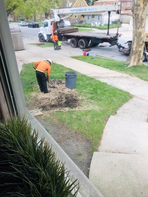 Stump Removal Services - County Tree Service Incorporated provides tree and stump removal for any size tree stump. We can remove your stump when we cut down your tree, or you can call us at a later date for stump removal. With our top of the line Vermeer stump grinding machines, we can remove any stump from anywhere on your property.
We own many different sized machines to handle stumps that are extremely large in size, or are located on a sloped hill, or a stump that is wedged in a narrow surrounding. We can leave the tree stump wood chips piled up for you to re-use as mulch, or haul them away for an extra charge.
Let the estimator know what your plans are for the area and he can give you your best options. Our Customers intention for the new yard opening where the stump is removed will determine the specifications regarding how the stump will be removed. This will include how wide and deep to grind the tree stump roots. If a customer intends to re-plant, such as flowers, shrubs, bushes, or another tree, then the tree stump roots will need to be completely removed. Stump Removal Services - County Tree Service Incorporated provides tree and stump removal for any size tree stump. We can remove your stump when we cut down your tree, or you can call us at a later date for stump removal. With our top of the line Vermeer stump grinding machines, we can remove any stump from anywhere on your property.
We own many different sized machines to handle stumps that are extremely large in size, or are located on a sloped hill, or a stump that is wedged in a narrow surrounding. We can leave the tree stump wood chips piled up for you to re-use as mulch, or haul them away for an extra charge.
Let the estimator know what your plans are for the area and he can give you your best options. Our Customers intention for the new yard opening where the stump is removed will determine the specifications regarding how the stump will be removed. This will include how wide and deep to grind the tree stump roots. If a customer intends to re-plant, such as flowers, shrubs, bushes, or another tree, then the tree stump roots will need to be completely removed.