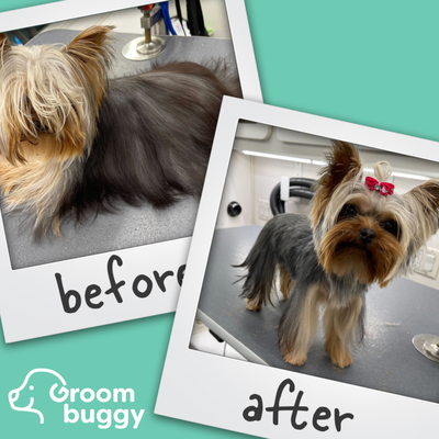 Wash Groom Go Mobile Dog Grooming Missouri City, Pearland, Sugar Land