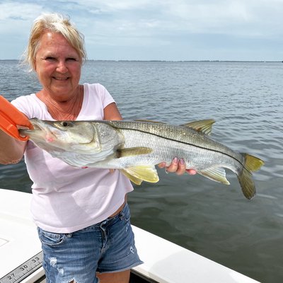 May Snook in full swing - The month of May is one of the highlight fishing months in Southwest Florida. Big snook gather together and feed on bait fish on the flats and under mangroves, ambushing any unsuspecting fish that comes along. These fish are one of the fastest and hardest fighting fish we target on the southern coasts of Florida. With a distinctive black lateral line and yellow fins they are a beautiful creature that people travel from all over to catch.