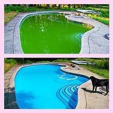 Keen to Remove the Green? - Nobody, not even the dog, wants to swim in a green pool. We'll do a pool inspection to find out what you need, then service your pool to it's former glory! Your dog will love you for it. Keen to Remove the Green? - Nobody, not even the dog, wants to swim in a green pool. We'll do a pool inspection to find out what you need, then service your pool to it's former glory! Your dog will love you for it.