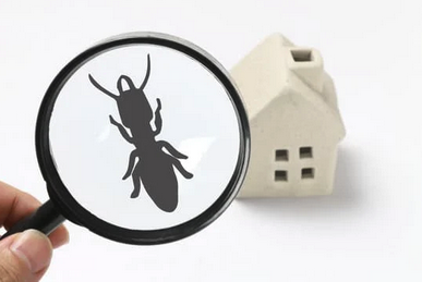 Termites - How do I Know if I Have Termites?

The first step in prevention is to be on the alert for termites. Termites rarely emerge from soil, mud tubes, or food sources through which they are tunneling. Most people are not aware they have termites until they see a swarm or come across damage during construction. Some of the ways to discover if you have termites are listed below:

    Examine, by probing, exposed wood for hollow spots (using a flathead screwdriver or similar tool).
    Identify termite swarms (sometimes ant swarms are mistaken as termites).

Ants

    front wings longer than the hind wings
    antennae bent at ninety degree angle

 Termites

    wings are roughly equal in length
    antennae are straight; may droop

The most common form of termite in most of the United States is the native subterranean termite.  Other, less common, types of termites include the smaller drywood termite and the invasive Formosan termite.