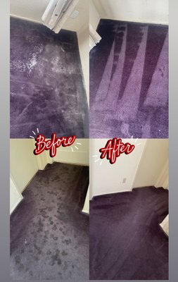 Pet stain removal and sanitation - This home had a couple old dogs that stained the whole house . They were very happy with the new carpet like results