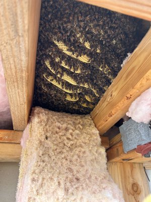 Hive Removal from Framing Bay - This beehive was hiding behind the insulation. We removed the bees and hive. We then cleaned the area and painted it to ensure that all the pheromones are gone!