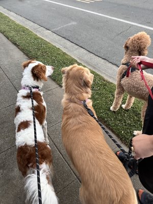 Pet Boarding & Daycare - We can’t wait to welcome them! Thank you for exploring Paws & Play Pet Boarding and Daycare - Where Tails Wag and Hearts Smile 🐾 Pet Boarding & Daycare - We can’t wait to welcome them! Thank you for exploring Paws & Play Pet Boarding and Daycare - Where Tails Wag and Hearts Smile 🐾