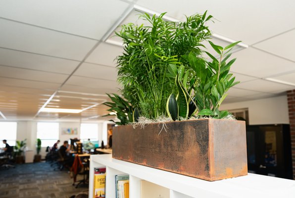 Waterfront Office - For this waterfront office, our client envisioned a warm, old-fisherman-inspired aesthetic that reflected the character of the surrounding harbor.
To bring that vision to life, we selected Corten steel planters and carefully rusted them by hand to create a beautifully weathered finish. We paired them with a thoughtful mix of greenery in different shapes, heights, and textures, adding softness and making the space feel welcoming.
The finished office now feels wrapped in a green embrace. The lush plants create a beautiful contrast with the expansive water views and bring the calming feeling of nature indoors. Waterfront Office - For this waterfront office, our client envisioned a warm, old-fisherman-inspired aesthetic that reflected the character of the surrounding harbor.
To bring that vision to life, we selected Corten steel planters and carefully rusted them by hand to create a beautifully weathered finish. We paired them with a thoughtful mix of greenery in different shapes, heights, and textures, adding softness and making the space feel welcoming.
The finished office now feels wrapped in a green embrace. The lush plants create a beautiful contrast with the expansive water views and bring the calming feeling of nature indoors.