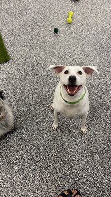 Large elegant indoor doggy daycare, boarding and grooming for your pup. - Your family is our family! Lots of play time, cuddling and even some lullabies in the evenings. We promise your your pup will feel safe and loved. Large elegant indoor doggy daycare, boarding and grooming for your pup. - Your family is our family! Lots of play time, cuddling and even some lullabies in the evenings. We promise your your pup will feel safe and loved.