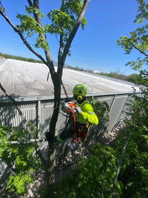 Tree Service - Welcome to East End Tree Service. Whether we're pruning branches, removing trees, or providing cabling and bracing services, you can trust that every job will be completed to the highest standards.