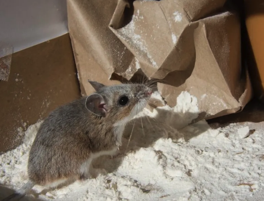 Rodent Control - Insured and bonded, our company gives you peace of mind throughout the whole process. From rodents and spiders to ants and mosquitoes, we control them all. All of our services come with a money-back guarantee, so contact us today for a free consultation to get started. Rodent Control - Insured and bonded, our company gives you peace of mind throughout the whole process. From rodents and spiders to ants and mosquitoes, we control them all. All of our services come with a money-back guarantee, so contact us today for a free consultation to get started.
