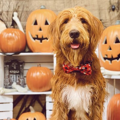 Furly's Photo Booth! - The perfect spot for your pet's next photo op - updated every season! Furly's Photo Booth! - The perfect spot for your pet's next photo op - updated every season!