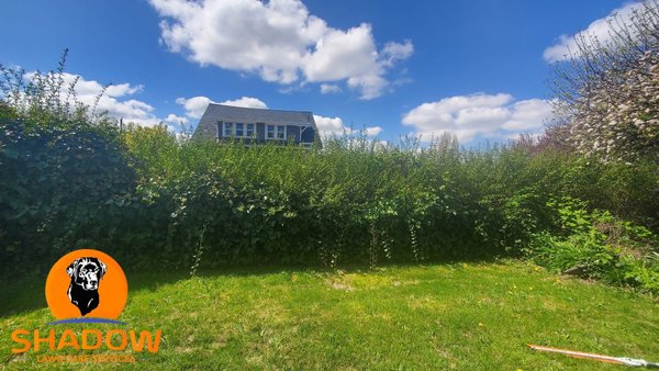 Large Hedge Trimming - Long overgrown hedge was trimmed on the front, back, and top.