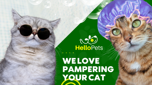 Cat Grooming - At Hello Pets we provide high quality services for your cat with experienced people. It is a complete and quality grooming service.