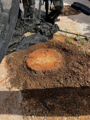 Stump Removal - Removed the stumps via stump grinding, removed excess mulch graded and leveled areas where stumps were removed
