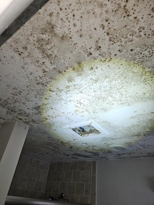 Bathroom Ceiling Mold - This customer called because they had visible mold on the ceiling in their bathroom. We set up containment to keep mold spores from spreading throughout the home. Drywall was removed from ceiling. We installed a new bathroom vent, replaced drywall and applied 1st coat of mud. Bathroom Ceiling Mold - This customer called because they had visible mold on the ceiling in their bathroom. We set up containment to keep mold spores from spreading throughout the home. Drywall was removed from ceiling. We installed a new bathroom vent, replaced drywall and applied 1st coat of mud.